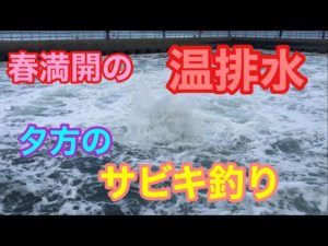 春満開の温排水 夕方のサビキ釣り 知多半島