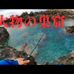 誰も釣りをしない離島の磯は浅瀬すらも大物の巣窟になっていた