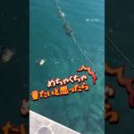 【釣り】アジングでかかった巨大な君は誰？汗　【アジング】#釣り #釣女　#何これ　笑