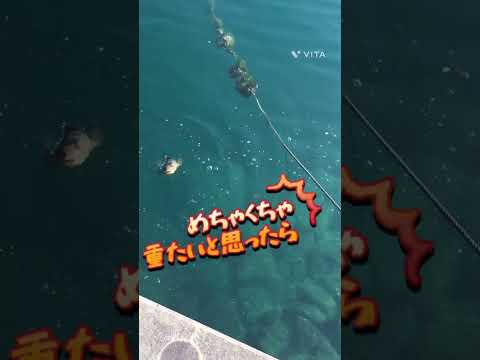 【釣り】アジングでかかった巨大な君は誰？汗　【アジング】#釣り #釣女　#何これ　笑