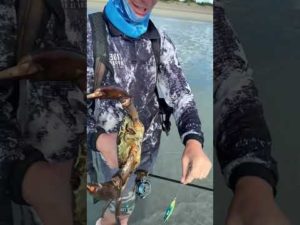 【釣り】この大きなカニはかなりの値打ちがあるだろう|This big crab is worth a lot of money#釣り #fishing #shorts