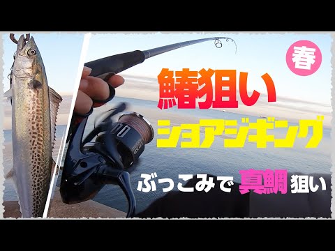 ライトショアジギングで春の鰆(サワラ)狙い ぶっこみで真鯛狙いも【和歌山 釣り】