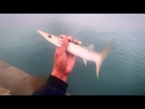 この衝撃の怪物祭を見て欲しい。