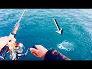 ただただ、この大爆釣を見て欲しい。