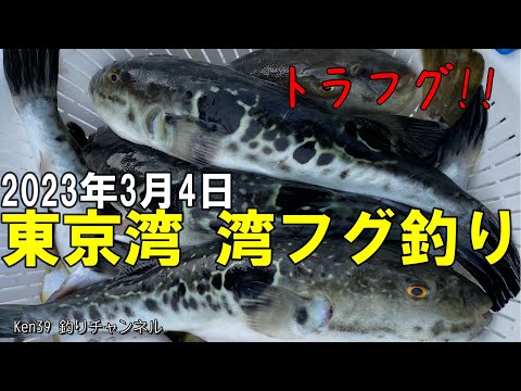 【東京湾  湾フグ釣り】2023年3月4日  [Tokyo Bay pufferfish fishing] March 4, 2023