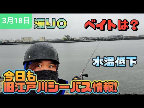 【雨の釣り】今朝の旧江戸川シーバス情報!