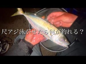 釣りは何が起きるかわからない。