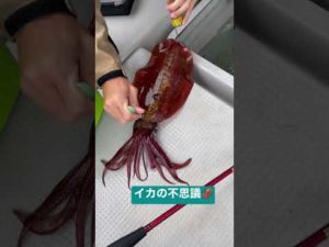 イカを絞める瞬間🦑 #vlog #釣り #釣りガール #エギング #つりチャンネル #イカ釣り #沖縄