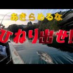【かかり釣り】朝一番からチヌfever！？になる予定が・・・