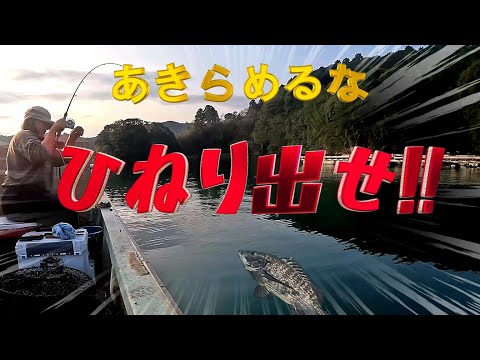 【かかり釣り】朝一番からチヌfever！？になる予定が・・・