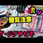 【釣り】北海道ホッケ・閲覧注意・立入禁止・ジグ・ジグサビキ・初心者解説：2023年