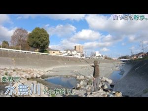 秦野市 水無川で小物釣り。水の無い水無川でも釣れる場所はありました♪