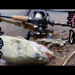 春は絶対投げたほうがいいルアー。みんな北九州釣り博行く？