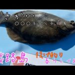 【投げ釣り】淡路島カレイ狙い編…春カレイの○○○キャッチ