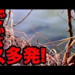 【バス釣り】続編！遂に山上湖春バス祭り開催か！？デカバス多発緊急レポート！！