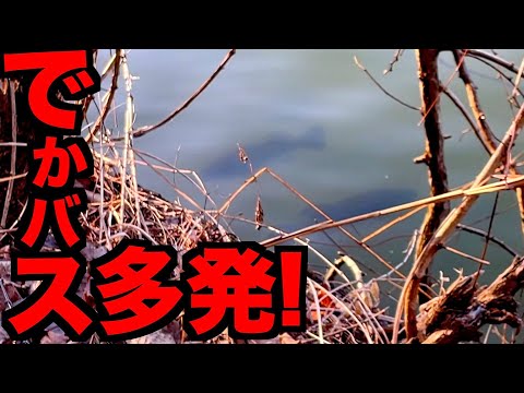 【バス釣り】続編！遂に山上湖春バス祭り開催か！？デカバス多発緊急レポート！！