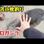 【○谷級ホームランカレイ釣れるか？！】  苫小牧釣行日記   #苫小牧釣り #北海道釣り #カレイ釣り