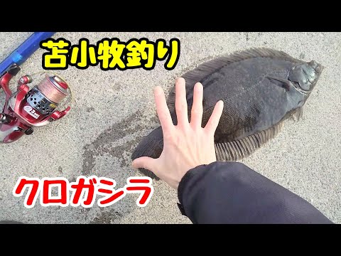 【○谷級ホームランカレイ釣れるか?!】 苫小牧釣行日記 #苫小牧釣り #北海道釣り #カレイ釣り