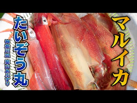 たいぞう丸・神奈川県葉山あぶずり港・マルイカ【釣りビジョン マガジン】