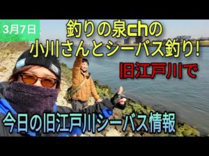 釣りの泉さんとのんびり旧江戸川でシーバス釣り！