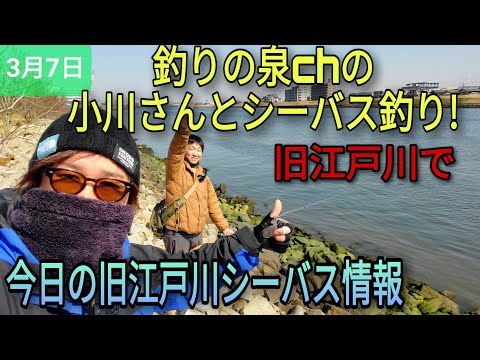 釣りの泉さんとのんびり旧江戸川でシーバス釣り！