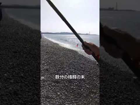 03-14　煙樹ケ浜釣り情報 #shorts
