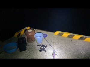 魚の日なので夜釣りライブ