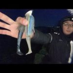 夜のバス釣りライブ。スコーンリグで釣りたい日