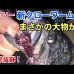 ダイソー新クローワームで釣りしたらやばいの釣れた…！