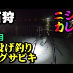 【釣り】北海道石狩湾・ニシン・カレイ・投げ釣り・ジグサビキ：2023年3月