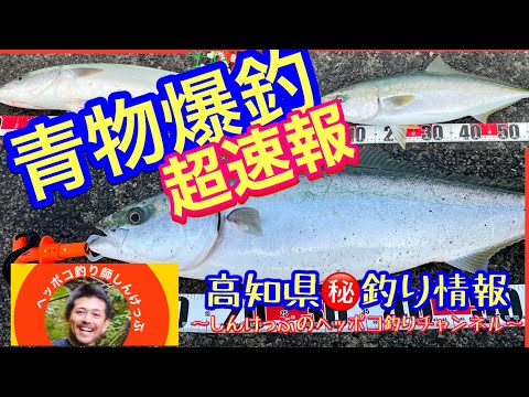 【高知県㊙️釣り情報】爆釣！青物FEVER突入‼️みんな今すぐ落としダモの用意を