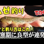 真冬にハゼ釣りしたら良型のマハゼが連発した！厳寒期のでかいハゼの釣り方とエサはこれで！新作の料理で食べます