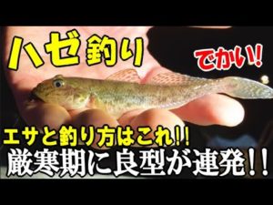 真冬にハゼ釣りしたら良型のマハゼが連発した！厳寒期のでかいハゼの釣り方とエサはこれで！新作の料理で食べます