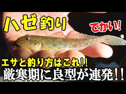 真冬にハゼ釣りしたら良型のマハゼが連発した！厳寒期のでかいハゼの釣り方とエサはこれで！新作の料理で食べます