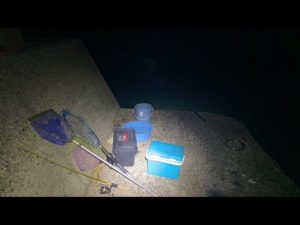 【LIVE】野生のスナメリを観察しながらスズキ釣りライブ