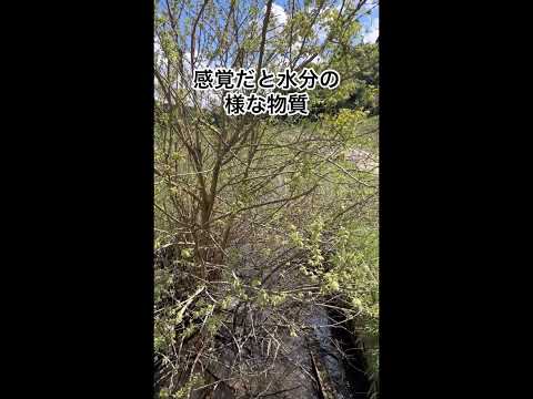 タナゴ釣り🎣番外編