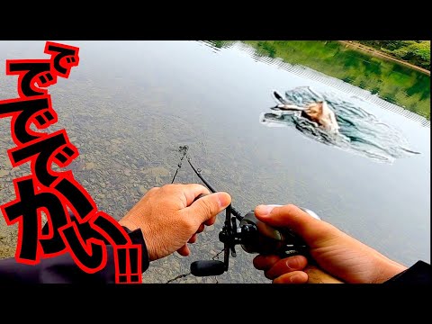 【バス釣り】5月に釣るなら、こんな感じ!って実践してたらマジでえぐい魚やらかした!!!