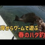護岸からワームで遊ぶ。春のハタ釣り！