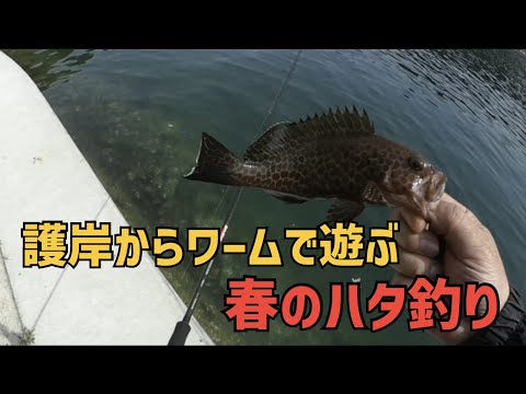 護岸からワームで遊ぶ。春のハタ釣り!