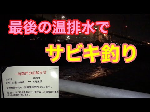 最後の温排水でサビキ釣り 知多半島