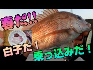 春だ！　白子だ！　乗っ込みだ！　真鯛釣り　タイラバ　スーパーライトジギング　SLJ　ゴムボート　エレキ　瀬戸内海　宇野