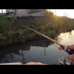 鶴見川水系でマルタウグイ釣り！【横浜】