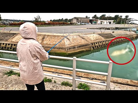 妻が釣った大物の珍味が美味過ぎた