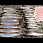 【キス釣り】春はもう来ていた！  鹿児島 釣り