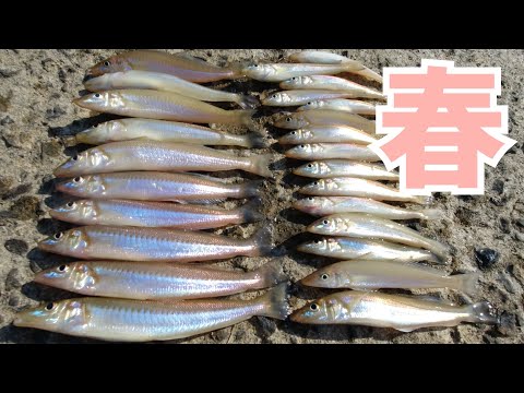 【キス釣り】春はもう来ていた！  鹿児島 釣り