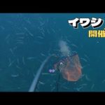 イワシの大群接岸中！釣って、掬って、捌いて食べる。うまいんだな、これが。