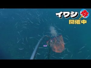 イワシの大群接岸中！釣って、掬って、捌いて食べる。うまいんだな、これが。