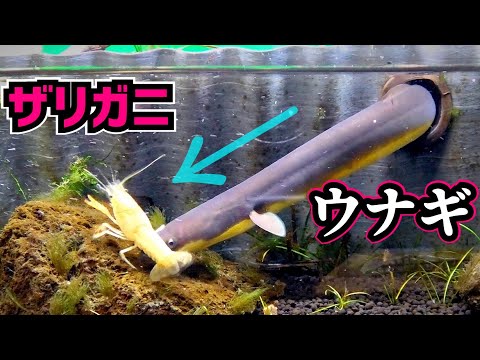 捕まえたザリガニをそのままウナギの水槽に入れてみると…