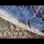 【函館サクラマス】ドライブしてたらサクラが跳ねた【北海道釣り】道南釣り　函館釣り