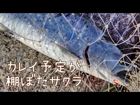 【函館サクラマス】ドライブしてたらサクラが跳ねた【北海道釣り】道南釣り　函館釣り